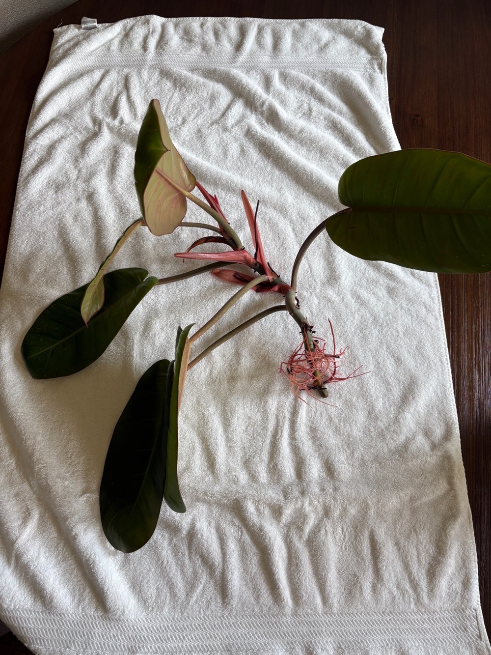 Rojo Congo Philodendron